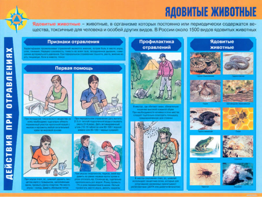 Первая медицинская помощь животным. Оказание первой помощи при отравлении ядовитыми веществами. Первая помощь при отравлении ядовитыми животными. Действия при отравлении ядовитыми веществами. Действия при отравлении токсическими веществами.