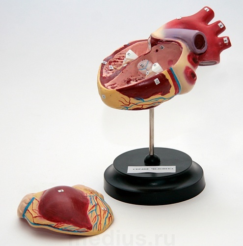 Объемная модель "Сердце" Н10Т