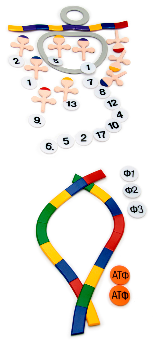 Группы крови генотипы генетика. Генетик групп. Группы крови в генетике. Модель аппликация. Генетик групп.