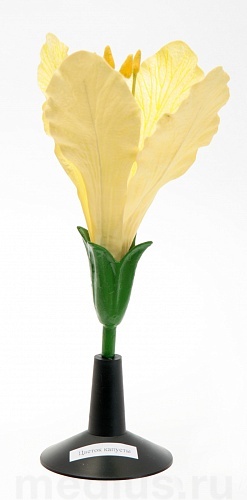 Демонстрационная модель из пластика "Цветок капусты"