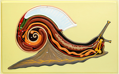 Х19 Внутреннее строение брюхоногого моллюска (улитка) (1 планшет, 66х42 см)