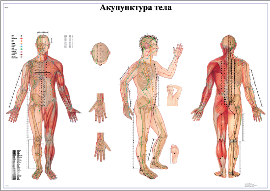 ZVR6820L Акупунктура тела