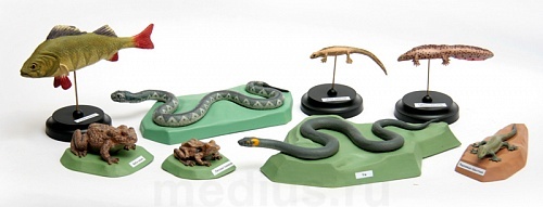 Комплект демонстрационных муляжей "Позвоночные животные" (8 моделей)