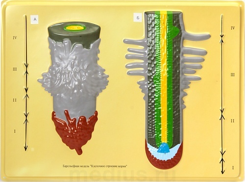 Барельефная модель "Клеточное строение корня" Д12 К (1 планшет)