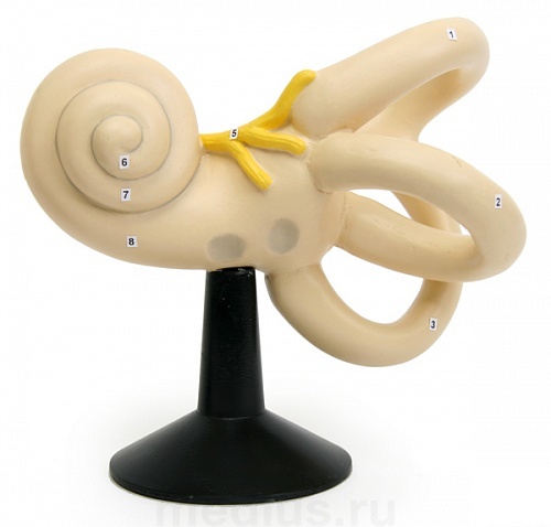 Н13 П Костный лабиринт внутреннего уха (объемная модель)  (правый)