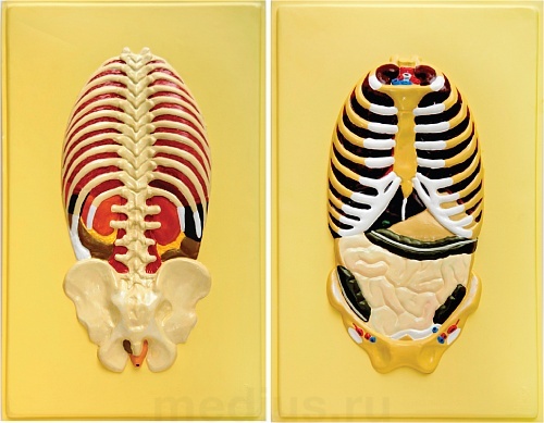Барельефная модель "Расположение органов, прилегающих к брюшной и спинной стенкам " В21Т (2 планшета)