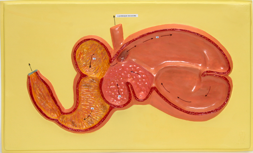 Преджелудки жвачных. Модель барельефная «желудок жвачного животного». Многокамерный желудок КРС. Анатомия многокамерного желудка животных. Однокамерный и многокамерный желудок у животных.