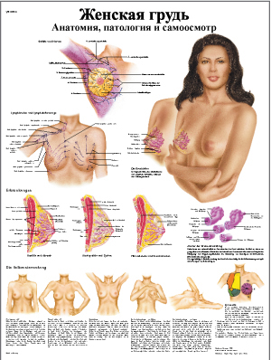ZVR6556L Женская грудь, анатомия, патология и самоосмотр ZVR6556L Женская грудь, анатомия, патология и самоосмотр