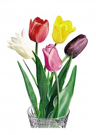 Цветы, комплект карточек, 10 шт, 25х35. Серия "Запоминай, играй, считай." Цветы, комплект карточек, 10 шт, 25х35. Серия "Запоминай, играй, считай."