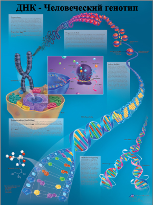 ZVR6670L ДНК- человеческий генотип