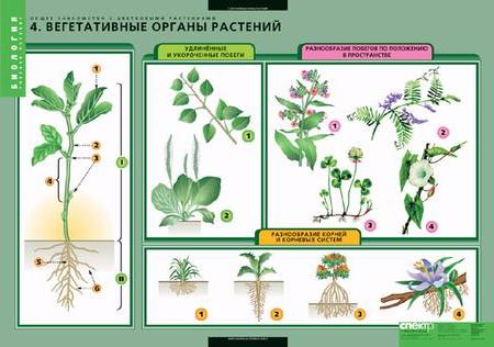 Общее Знакомство С Растениями 6 Класс