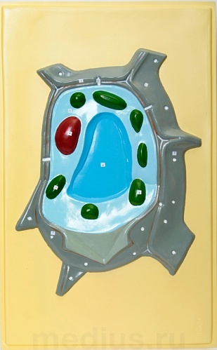 Барельефная модель "Растительная клетка" Д01Т (1 планшет)
