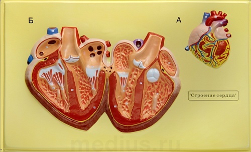 Барельефная модель "Строение сердца" В30К (1 планшет 66х42 см)