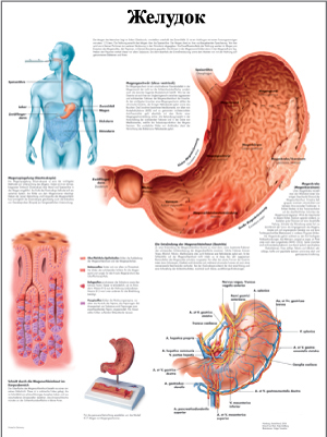 ZVR6426L Желудок ZVR6426L Желудок