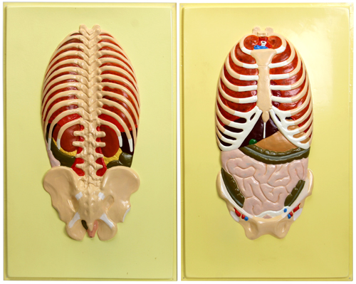 В21 Расположение органов грудной и брюшной полостей по отношению к скелету, вид спереди и сзади (2 планшета, 42х66 см)