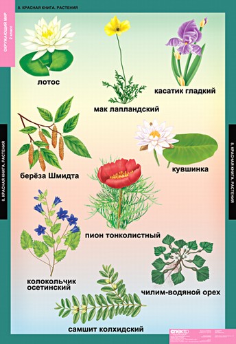 Картинки Растений России С Названиями