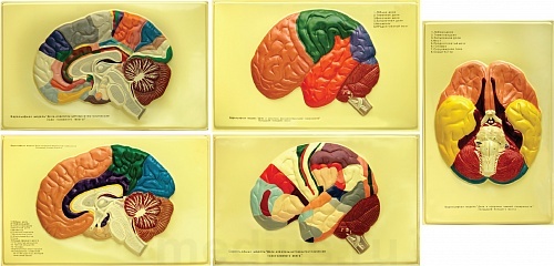 Барельефная модель "Доли, извилины, цитоархитектонические поля головного мозга" В03К (5 планшетов)