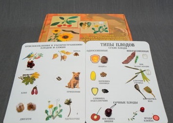 Коллекция "Семена  и плоды " с раздаточным материалом