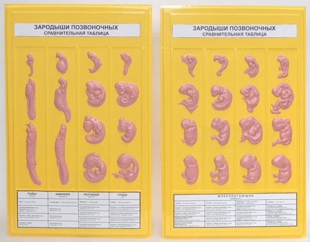 Стадии развития эмбрионов позвоночных. Таблица зародышей позвоночных. Стадии развития зародышей позвоночных таблица. Черты отличия зародышей позвоночных на разных стадиях развития. Зародыши различных позвоночных.