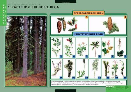 Комплект плакатов  "Растение и окружающая среда"