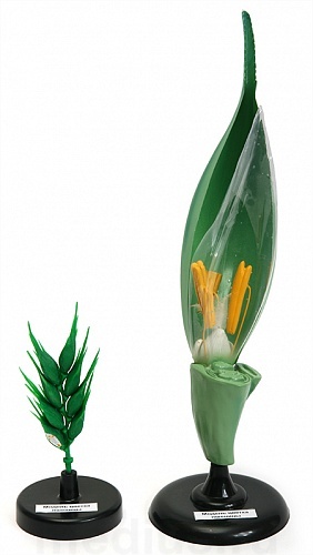 Модель цветка пшеницы К