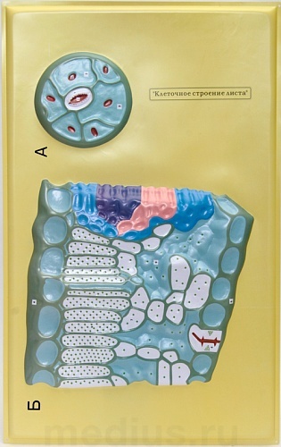 Барельефная модель "Клеточное строение листа" Д13 К (1 планшет)