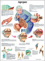 ZVR6123L ������, ������, ������ 50�67 ��