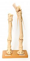 Скелет конечности лошади на подставке (передняя и задняя) Х06К