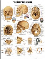 ZVR6131L ����� �������� (������)
