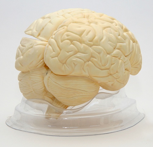 Модель мозга в разрезе (бел)