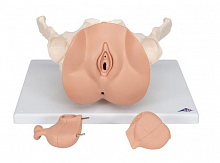 Модель таза с половыми органами, 3 части