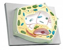 6231.01 ������������ ������