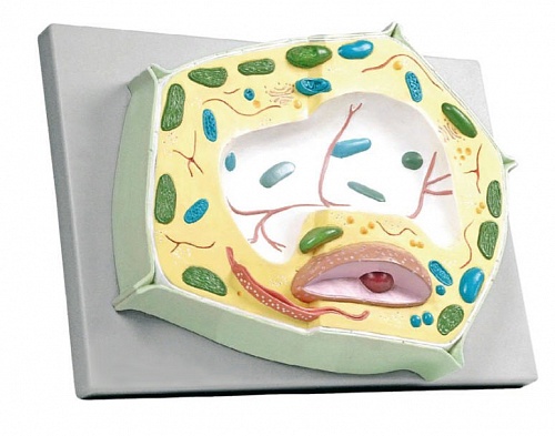 6231.01 ������������ ������