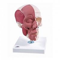 Модель черепа с лицевыми мышцами