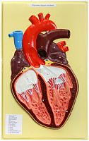 В10 Сердце человека (1 планшет, 42х66 см)