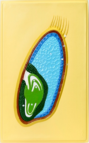 Барельефная модель "Зерновка пшеницы" Д10 Т (1 планшет)