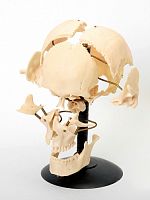 Кости черепа человека, смонтированные на подставке Р06 К (без отростка височной кости) "УЦЕНКА"