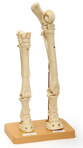 Х06 Скелет конечности лошади (передняя и задняя) на подставке
