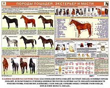 Служебное коневодство (6 плакатов 100х70)