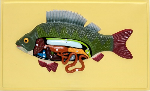 Барельефная модель "Внутреннее строение рыбы" Х09 Т (1 планшет)
