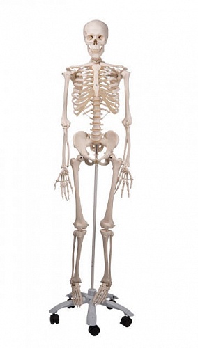 A10 Модель скелета Стэн, на 5-рожковой роликовой стойке A10 Модель скелета Стэн, на 5-рожковой роликовой стойке