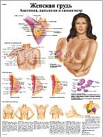 ZVR6556L Женская грудь, анатомия, патология и самоосмотр