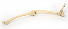 Р31 ПД Скелет нижней конечности правая (демонстрационная модель)
