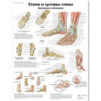 ZVR6176L Стопа и суставы стопы, анатомия и патология,  плакат, размер 50х67 см