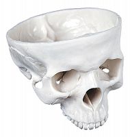 Р05 Основание черепа (внутренняя и наружная поверхности)