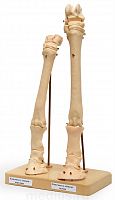 Скелет конечности лошади на подставке (передняя и задняя) Х06Т