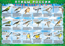 Комплект таблиц "Птицы России" (100х70) 4 листа