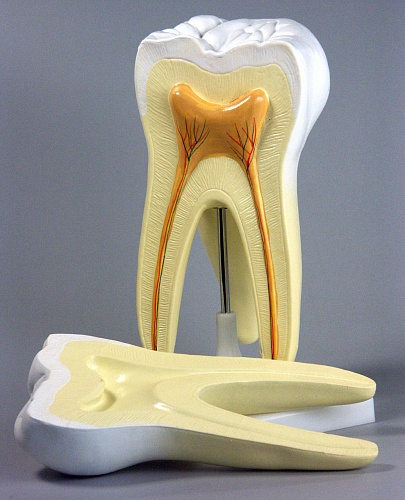 Модель Строение зуба