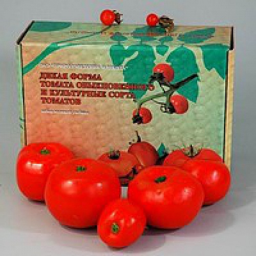 Муляжи "Дикая форма и культурные сорта томатов"
