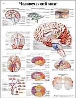 ZVR6615L Человеческий мозг